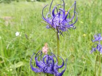 Phyteuma orbiculare 18, Saxifraga-Rutger Barendse