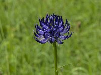 Phyteuma orbiculare 20, Saxifraga-Jan van der Straaten