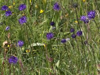 Phyteuma orbiculare 21, Saxifraga-Peter Meininger
