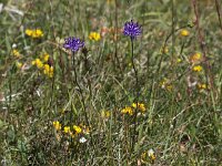 Phyteuma orbiculare 22, Saxifraga-Peter Meininger