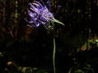 Phyteuma orbiculare 24, Saxifraga-Ed Stikvoort