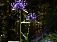 Phyteuma orbiculare 25, Saxifraga-Ed Stikvoort