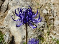Phyteuma orbiculare 30, Saxifraga-Ed Stikvoort