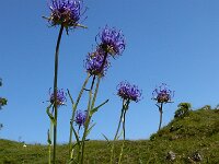 Phyteuma orbiculare 31, Saxifraga-Ed Stikvoort