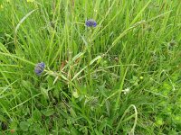 Phyteuma orbiculare 38, Saxifraga-Hans Grotenhuis
