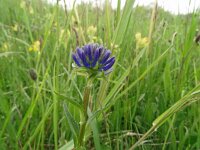 Phyteuma orbiculare 39, Saxifraga-Hans Grotenhuis