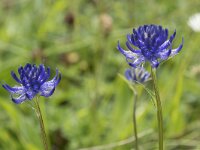 Phyteuma orbiculare 41, Saxifraga-Willem van Kruijsbergen