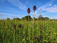 Phyteuma spicatum ssp nigrum 10, Zwartblauwe rapunzel, Saxifraga-Hans Dekker