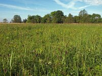 Phyteuma spicatum ssp nigrum 15, Zwartblauwe rapunzel, Saxifraga-Hans Dekker