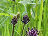 Phyteuma spicatum ssp nigrum 23, Zwartblauwe rapunzel, Saxifraga-Hans Dekker