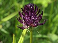 Phyteuma spicatum ssp nigrum 25, Zwartblauwe rapunzel, Saxifraga-Hans Dekker