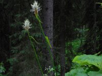 Phyteuma spicatum ssp spicatum 11, Witte rapunzel, Saxifraga-Ed Stikvoort