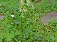 Phyteuma spicatum ssp spicatum 14, Witte rapunzel, Saxifraga-Willem van Kruijsbergen