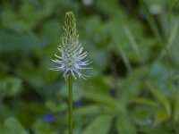 Phyteuma spicatum ssp spicatum 30, Witte rapunzel, Saxifraga-Jan Nijendijk