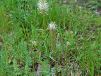 Phyteuma spicatum ssp spicatum 31, Witte rapunzel, Saxifraga-Mark Zekhuis