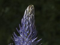 Phyteuma spicatum ssp coeruleum 43, Saxifraga-Jan van der Straaten