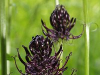 Phyteuma spicatum ssp nigrum 33, Zwartblauwe rapunzel, Saxifraga-Hans Dekker