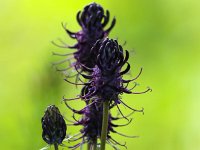 Phyteuma spicatum ssp nigrum 39, Zwartblauwe rapunzel, Saxifraga-Bart Vastenhouw
