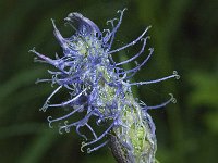Phyteuma spicatum ssp nigrum 6, Zwartblauwe rapunzel, Saxifraga-Willem van Kruijsbergen