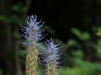 Phyteuma spicatum ssp nigrum 62, Zwartblauwe rapunzel, Saxifraga-Jeroen Willemsen