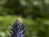 Phyteuma spicatum ssp nigrum 63, Zwartblauwe rapunzel, Saxifraga-Willem van Kruijsbergen