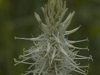 Phyteuma spicatum ssp spicatum 52, Witte rapunzel, Saxifraga-Willem van Kruijsbergen