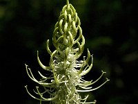 Phyteuma spicatum ssp spicatum 56, Witte rapunzel, Saxifraga-Jan van der Straaten