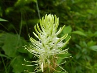 Phyteuma spicatum ssp spicatum 57, Witte rapunzel, Saxifraga-Rutger Barendse