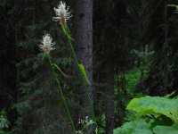 Phyteuma spicatum ssp spicatum 58, Witte rapunzel, Saxifraga-Ed Stikvoort