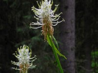 Phyteuma spicatum ssp spicatum 59, Witte rapunzel, Saxifraga-Ed Stikvoort