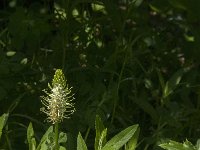 Phyteuma spicatum ssp spicatum 81, Witte rapunzel, Saxifraga-Jan van der Straaten