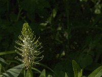 Phyteuma spicatum ssp spicatum 84, Witte rapunzel, Saxifraga-Jan van der Straaten