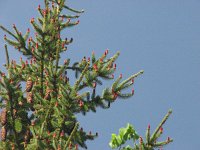 Picea abies 10, Fijnspar, Saxifraga-Jasenka Topic