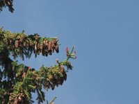 Picea abies 11, Fijnspar, Saxifraga-Jasenka Topic