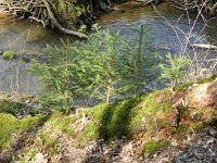 Picea abies 12, Fijnspar, Saxifraga-Rutger Barendse