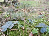 Picea abies 14, Fijnspar, Saxifraga-Rutger Barendse