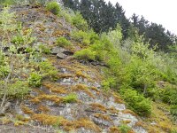 Picea abies 15 Fijnspar, Saxifraga-Rutger Barendse