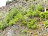 Picea abies 16, Fijnspar, Saxifraga-Rutger Barendse
