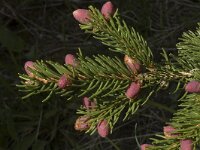 Picea abies 2, Fijnspar, Saxifraga-Marijke Verhagen