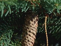 Picea abies 4, Fijnspar, Saxifraga-Marijke Verhagen
