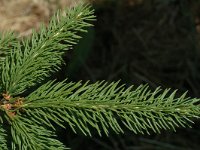 Picea abies 5, Fijnspar, Saxifraga-Marijke Verhagen