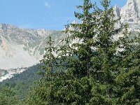 Picea abies 6, Fijnspar, Saxifraga-Marijke Verhagen