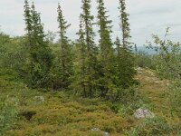 Picea abies 7, Fijnspar, Saxifraga-Willem van Kruijsbergen