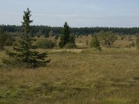 Picea abies 8, Fijnspar, Saxifraga-Jan van der Straaten