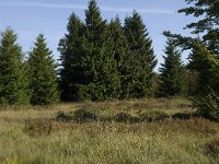 Picea abies 9, Fijnspar, Saxifraga-Jan van der Straaten