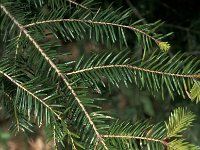 Picea borisii-regis 1, Saxifraga-Jan van der Straaten