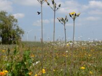 Pilosella caespitosa 7, Weidehavikskruid, Saxifraga-Ed Stikvoort