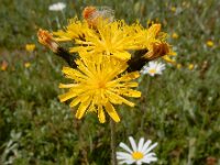 Pilosella caespitosa 9, Weidehavikskruid, Saxifraga-Ed Stikvoort