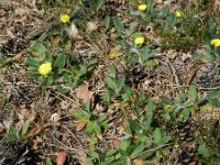 Pilosella officinarum 25, Muizenoor, Saxifraga-Rutger Barendse