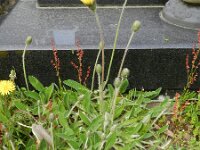 Pilosella officinarum 27, Muizenoor, Saxifraga-Rutger Barendse